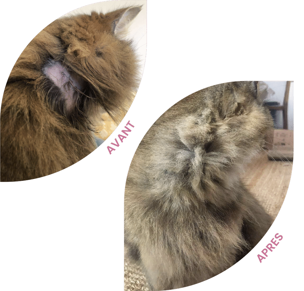 communication animale